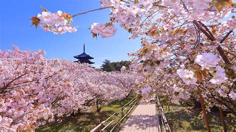 Les fleurs de sakuras et la lune: Une contemplation paisible d’un monde éphémère!